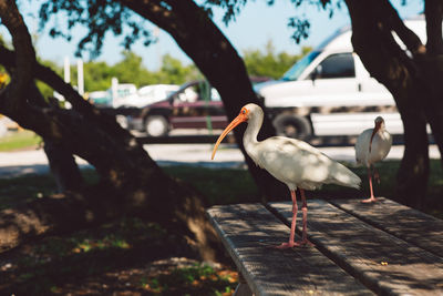 Close-up of bird