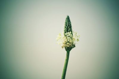 Close-up of flowers