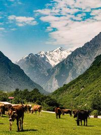 Horses on field against mountain range