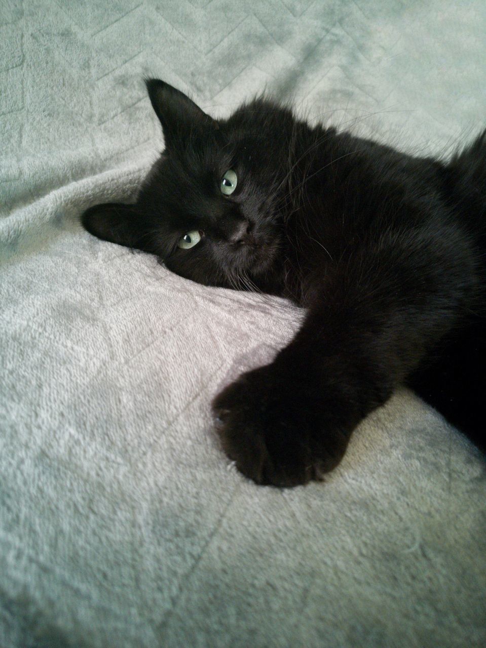 CLOSE-UP PORTRAIT OF A CAT