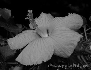 Close-up of flower