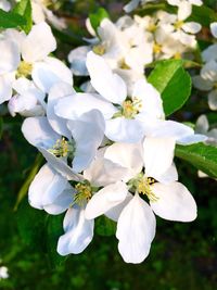 Close-up of white flower