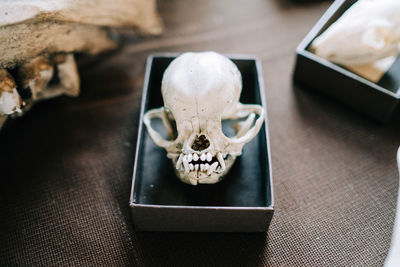 High angle view of human skull on table