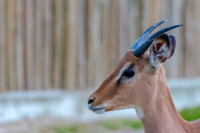 Close-up of deer