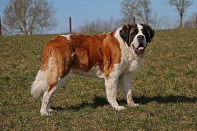 Dog on field against sky