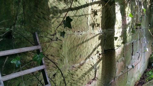 Close-up of tree trunk