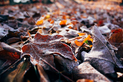 Close-up of fallen maple leaves