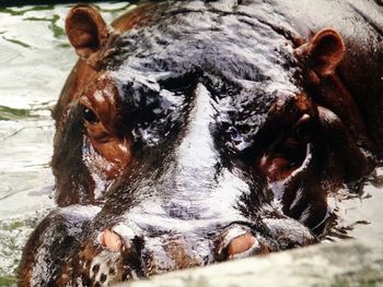 Close up view of hippopotamus head