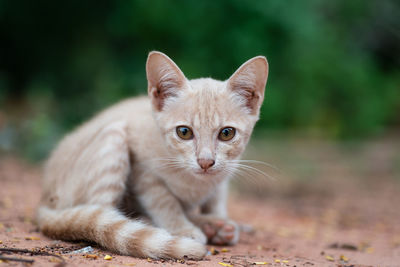 Portrait of ginger cat