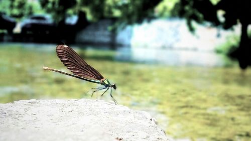 Close up of a bird