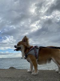 Side view of dog looking at beach against sky