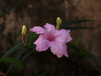 Close-up of pink flower