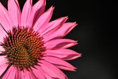 Close-up of pink flower against black background