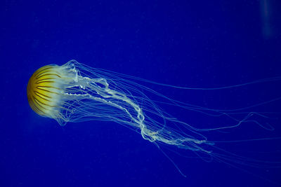 Jellyfish swimming in blue water at aquarium