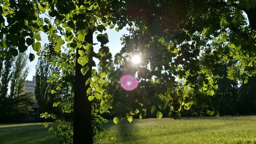 Sun shining through trees