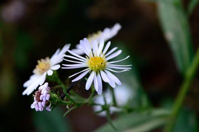 Close-up of white daisy flower