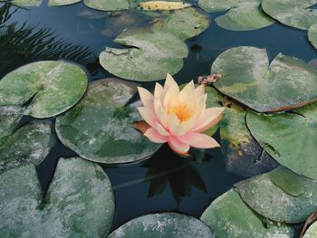 High angle view of lotus water lily in pond