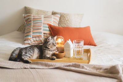 Cute cat of the scottish straight and linen pillows on a white bed with home decor.