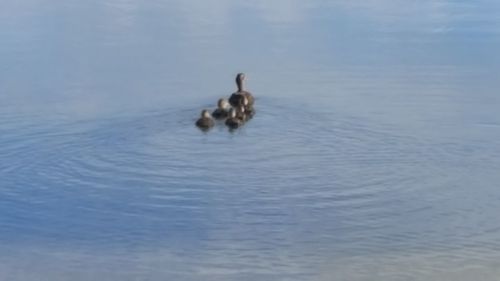 Swan swimming in lake