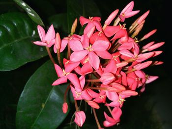 Close-up of pink flowers