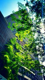 Low angle view of trees
