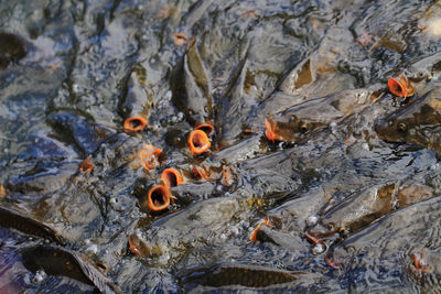 High angle view of koi fish in water