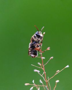 Close-up of insect on leaf