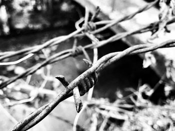 Close-up of bare branches