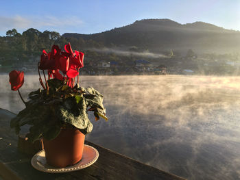 Red flowering plant by lake against sky