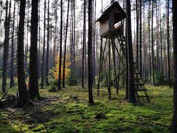 Trees in forest