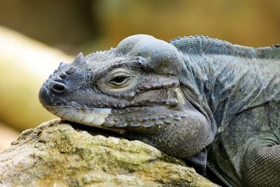 Close-up of a lizard