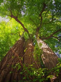 Low angle view of tree in forest