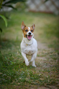 Portrait of dog running on grass