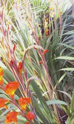 Close-up of flowers