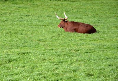 Horse on field