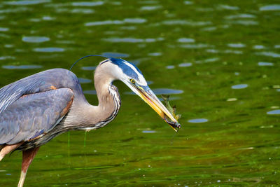 Bird in lake