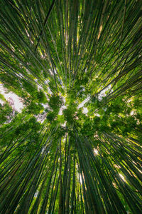 Low angle view of bamboo trees in forest