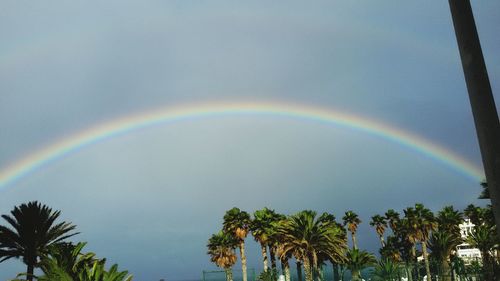 Scenic view of rainbow over trees in forest