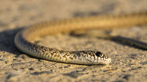 Close-up of lizard on land