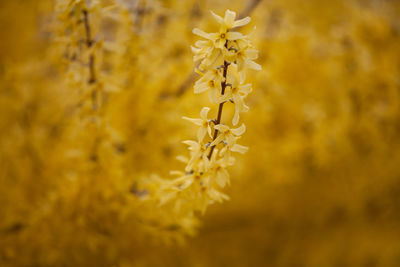 Close-up of yellow flowering plant