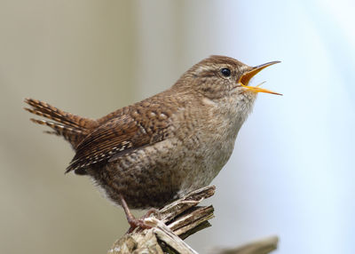 Close-up of bird perching