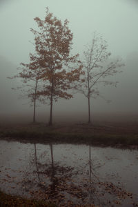 Trees on landscape against the sky