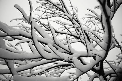 Close-up of bare tree against sky