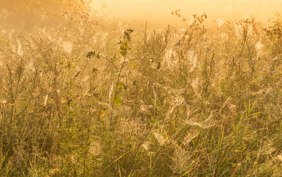 Crops growing on field