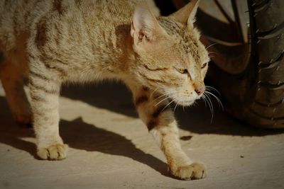 Close-up of cat