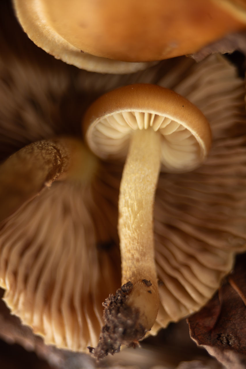 food, mushroom, fungus, vegetable, food and drink, close-up, edible mushroom, oyster mushroom, macro photography, pleurotus eryngii, nature, freshness, no people, agaricaceae, healthy eating, growth, agaricus, plant, wellbeing, brown, autumn, beauty in nature, studio shot, macro, organic, focus on foreground, indoors, tree, raw food, group of objects, selective focus