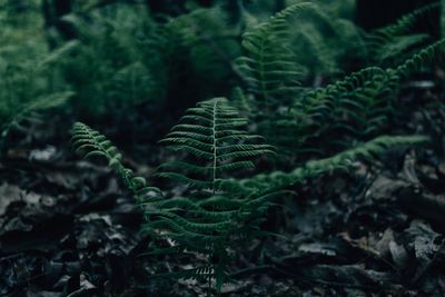 Close-up of fern leaves