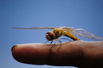 Close-up of hand holding insect against clear sky