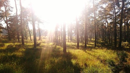 Sun shining through trees