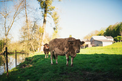 Cows standing in a field